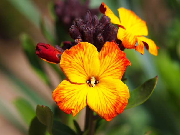 Goldlack Flower Seeds for Planting – Pollinator Friendly Heirloom Non-GMO, High Germination Organic Garden Seeds