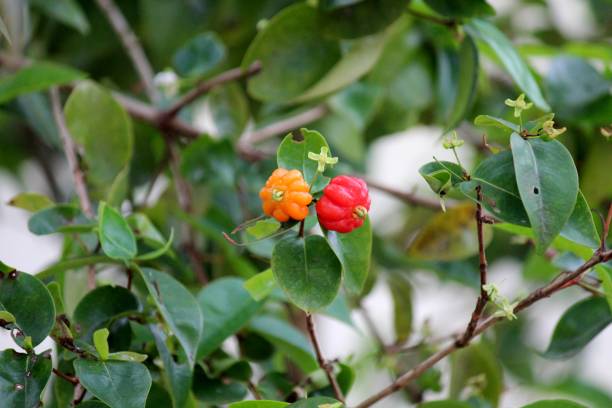 Surinam Cherry Fruit Seeds for Planting – Heirloom, Non-GMO Seeds for Tropical Flavorful Trees