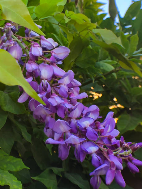 Violet Acacia Flower Seeds for Planting – Heirloom, Non-GMO, High Germination Organic Garden Seeds