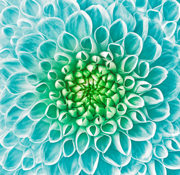 Blue Green Dahlia Flower Seeds for Planting – Pollinator Friendly, Heirloom, Non-GMO, High Germination Organic Garden Seeds