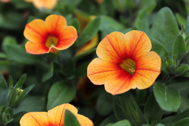 Orange Red Petunia Flower Seeds for Planting – Heirloom, Non-GMO, Organic Garden Seeds