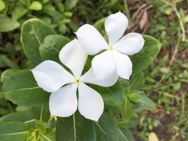 Periwinkle Vinca White Flower Seeds for Planting – Heirloom, Non-GMO, High Germination Organic Garden Seeds