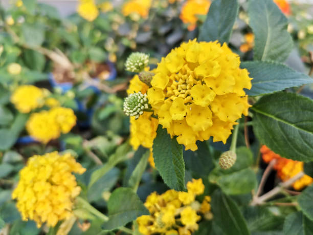 Yellow Verbena Didyma Flower Seeds for Planting – Heirloom, Non-GMO, High Germination, Organic Garden Seeds