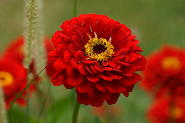 Brown Red Zinnia Flower Seeds for Planting – Shade Tolerant, Heirloom, Non-GMO, Home Garden