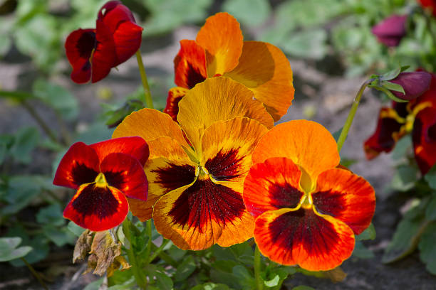 Orange Pansy Flower Seeds for Planting – Wildflower Mix, Heirloom & Non-GMO Organic Garden Seeds with High Germination