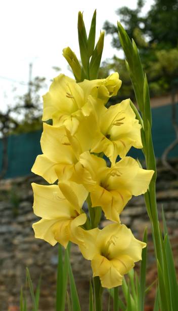 Gladiolus Flower Seeds for Planting Yellow – Heirloom, Non-GMO, High Germination Organic Garden Seeds