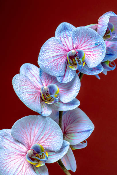 Light Blue Orchid Phalaenopsis Flower Seeds for Planting – Heirloom Non-GMO Organic Garden Seeds