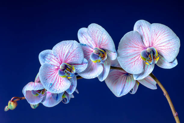 Light Blue Orchid Phalaenopsis Flower Seeds for Planting – Heirloom Non-GMO Organic Garden Seeds
