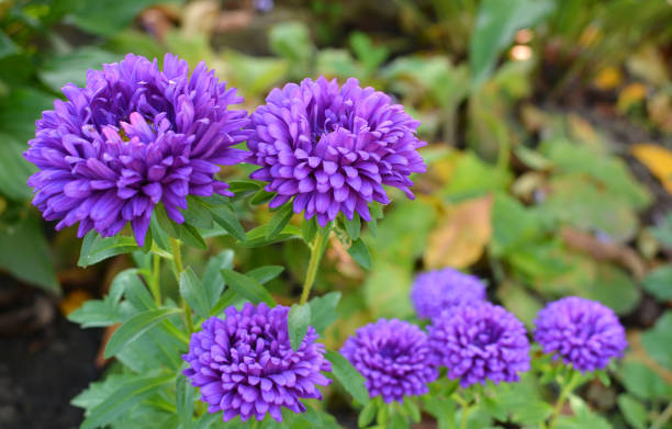 Dark Purple China Aster Flower Seeds for Planting – Heirloom, Non-GMO, Shade Tolerant, High Germination