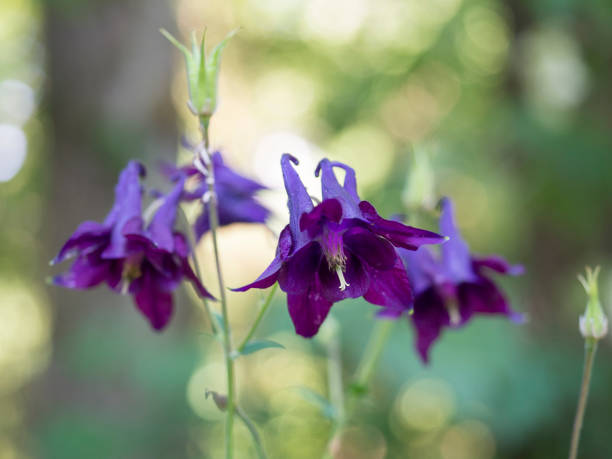 Dark Violet Aquilegia Flower Seeds for Planting – Heirloom, Non-GMO, High Germination Organic Garden Seeds