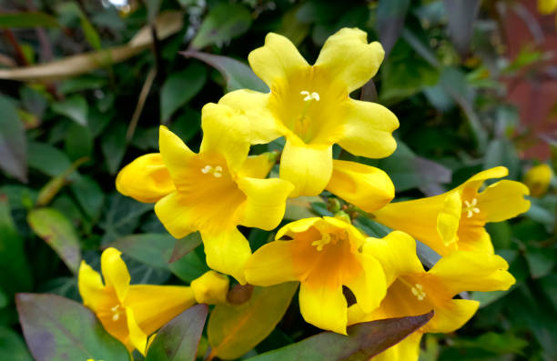 Balsamine Yellow Flower Seeds for Planting – Heirloom Non-GMO, High Germination Organic Garden Seeds
