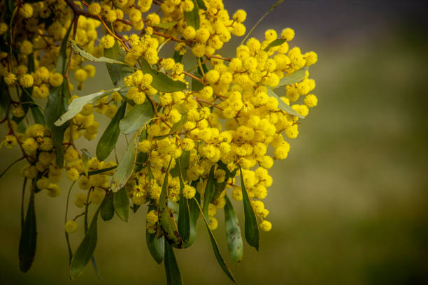 Acacia Flower Seeds for Planting – Heirloom, Non-GMO, Pollinator Friendly, High Germination Seeds