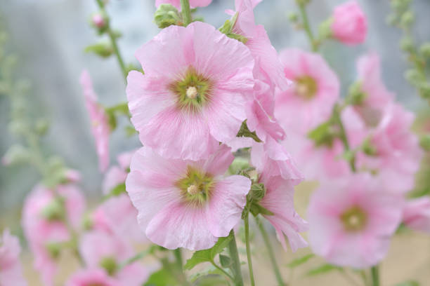 Light Pink Althaea Rosea Flower Seeds for Planting – Heirloom, Non-GMO, High Germination Organic Garden Seeds