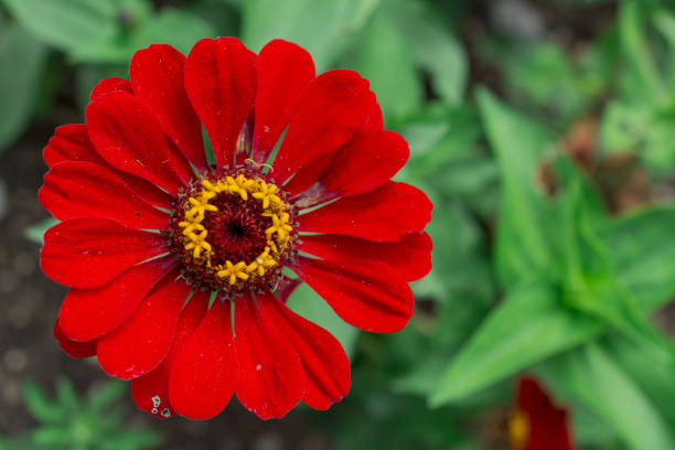 Brown Red Zinnia Flower Seeds for Planting – Shade Tolerant, Heirloom, Non-GMO, Home Garden