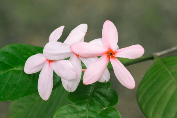 Pink Gardenia Flower Seeds for Planting – Heirloom, Non-GMO, High Germination Organic Garden Seeds