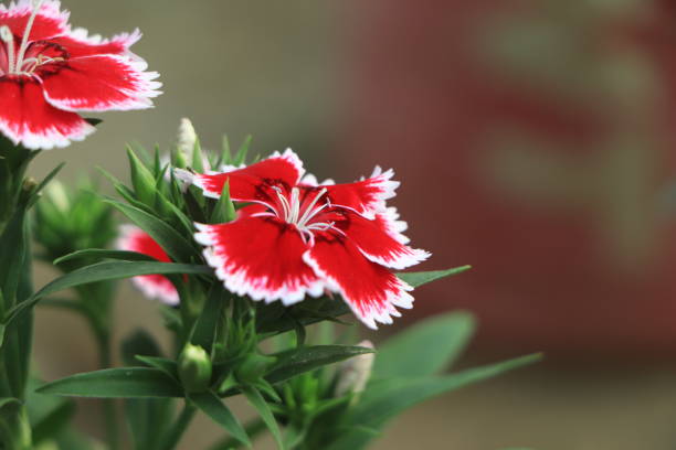 Dianthus Red White Flower Seeds for Planting – Heirloom Non-GMO, High Germination Organic Garden Seeds