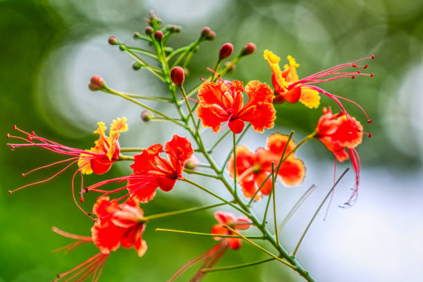 Orange Caesalpinia Flower Seeds for Planting – Heirloom, Non-GMO, High Germination Organic Garden Seeds