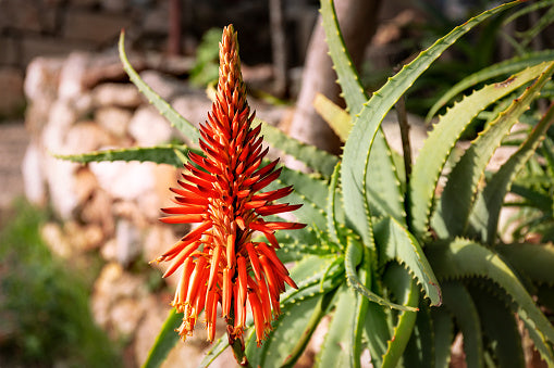 Red Green Aloe Flower Seeds for Planting – Compact Growth, Heirloom, Non-GMO Seeds for Home Garden