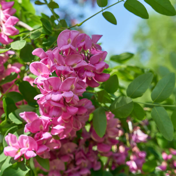 Pink Acacia Flower Seeds for Planting – Heirloom, Non-GMO, High Germination Organic Garden Seeds