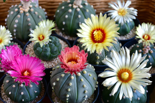 Astrophytum Flower Seeds for Planting | Heirloom Non-GMO High Germination Organic Garden Seeds