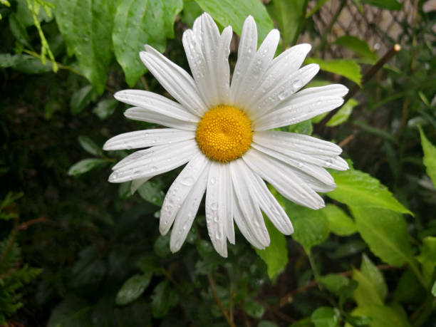 Pyrethrum Flower Seeds for Planting - Heirloom, Non-GMO, High Germination Organic Garden Seeds