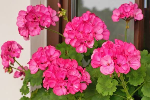 Pink Geranium Pelargonium Flower Seeds for Planting – Heirloom, Non-GMO, Easy to Grow, High Germination
