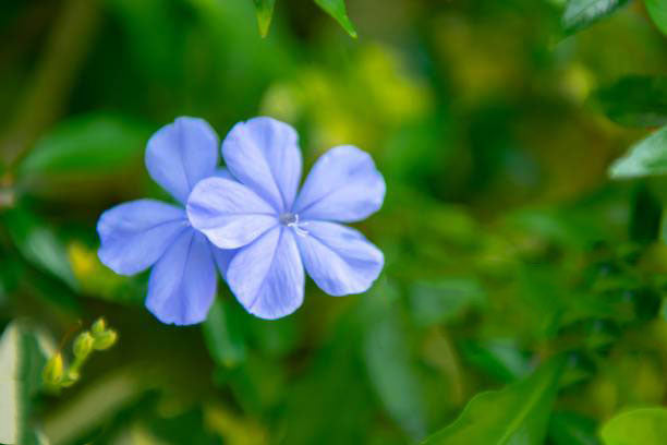 Sky Blue Vinca Flower Seeds for Planting – Heirloom, Non-GMO, High Germination Organic Garden Seeds