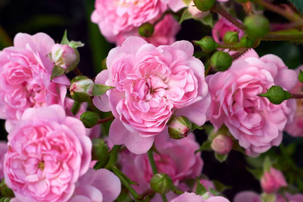 Light Pink Polyantha Rose Flower Seeds for Planting – Heirloom Non-GMO, High Germination Organic Garden Seeds
