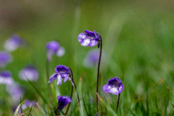 Butterwort Flower Seeds for Planting – Heirloom, Non-GMO, High Germination Organic Garden Seeds