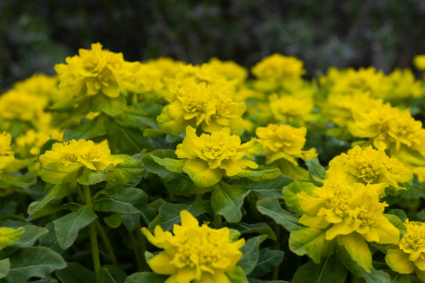Yellow Euphorbia Polychroma Flower seeds for Planting - Wildflower Mix, Heirloom & GMO Free Seeds for Home Garden
