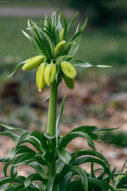 Green Crown Imperial Seeds for Planting – Heirloom, Non-GMO, Compact Growth, High Germination