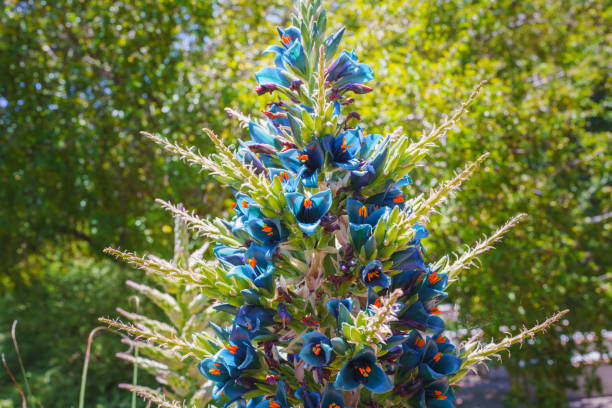 Sky Blue Puya Santosii Flower Seeds for Planting – Heirloom, Non-GMO, Pollinator Friendly, High Germination