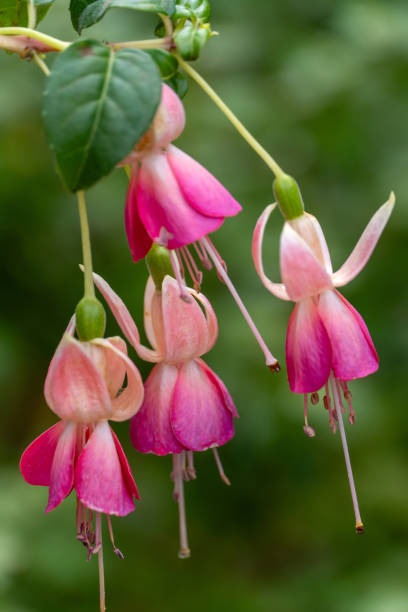 Dark Pink Fuchsia Flower Seeds for Planting – Heirloom, Non-GMO, High Germination Organic Garden Seeds