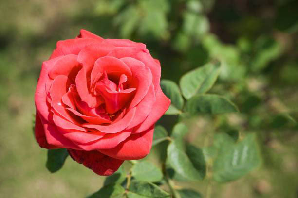 Light Red Rose Flower Seeds for Planting – Heirloom, Non-GMO, High Germination Organic Garden Seeds