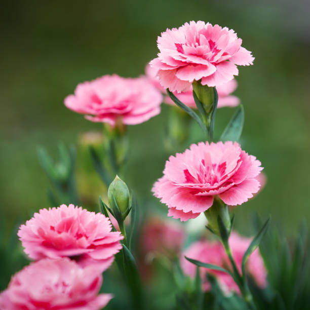Pink Carnation Flower Seeds for Planting – Heirloom, Non-GMO, High Germination Organic Garden Seeds