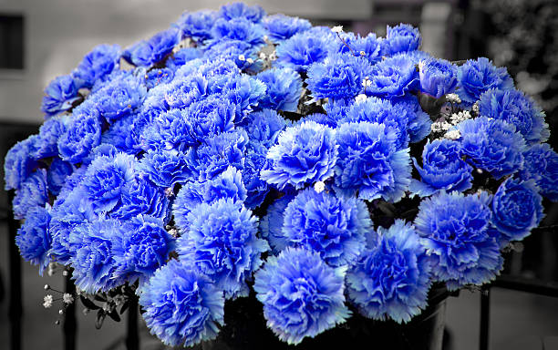 Blue Carnation Flower Seeds for Planting – Drought Tolerant, Heirloom Non-GMO High Germination Organic Garden Seeds