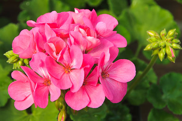 Pink Geranium Pelargonium Flower Seeds for Planting – Heirloom, Non-GMO, Easy to Grow, High Germination
