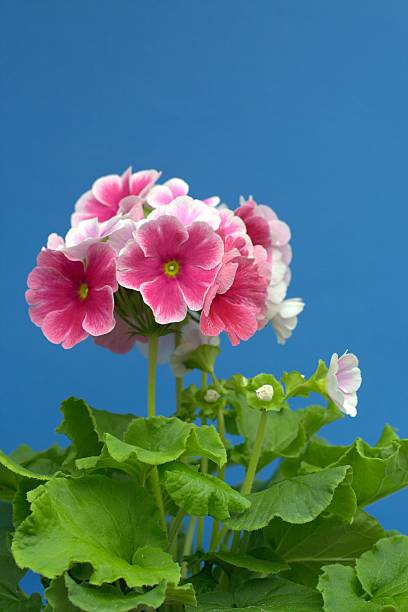 White Pink Primula Malacoides Flower Seeds for Planting | Heirloom, Non-GMO, High Germination Seeds