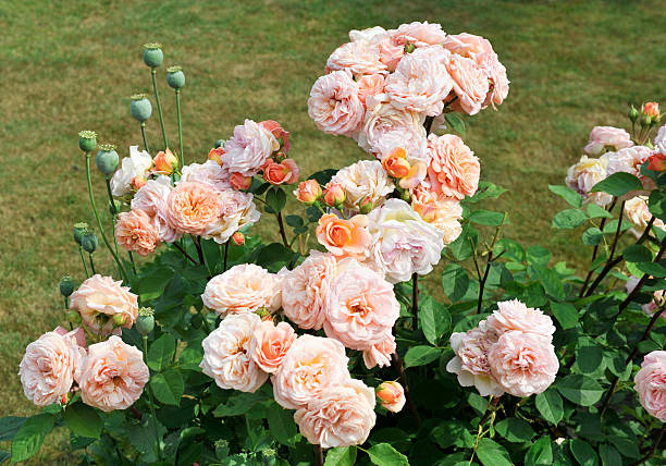 Cream Climbing Rose Flower Seeds for Planting - Heirloom, Non-GMO, High Germination Organic Garden Seeds