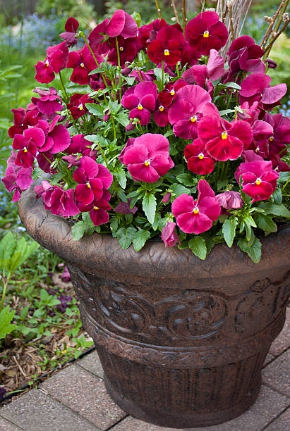 Dark Pink Pansy Flower Seeds for Planting – Heirloom Non-GMO High Germination Organic Garden Seeds