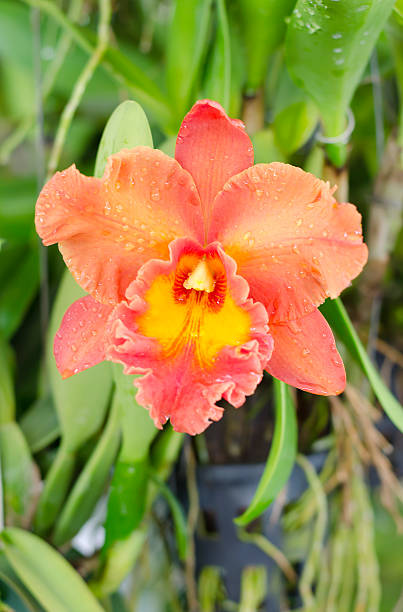 Cattleya Flower Seeds for Planting Orange – Heirloom, Non-GMO, High Germination Organic Garden Seeds