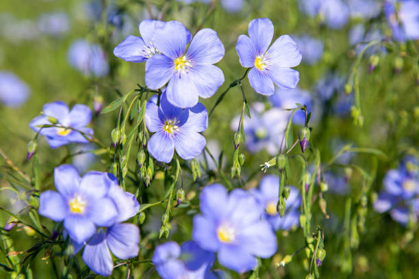 Blue Usitatissimum Flower Seeds for Planting – Heirloom, Non-GMO, High Germination Organic Garden Seeds
