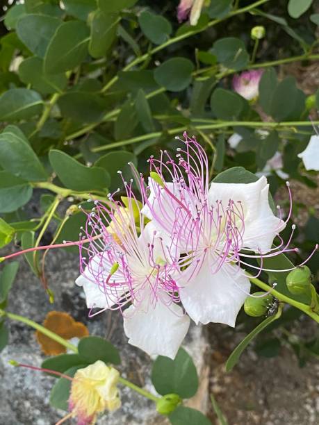 White Capparis Flower Seeds for Planting – Heirloom Non-GMO, High Germination Organic Garden Seeds