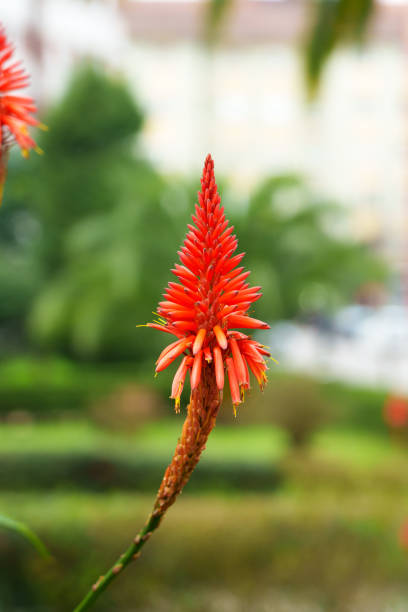 Red Green Aloe Flower Seeds for Planting – Compact Growth, Heirloom, Non-GMO Seeds for Home Garden
