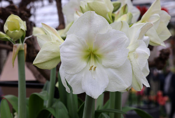 White Amaryllis Barbados Flower Seeds for Planting - Cut Flower Favorite, Heirloom &amp; GMO Free Seeds for Home Garden Non-GMO