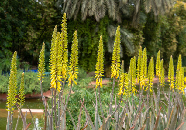 Yellow Green Aloe Flower Seeds for Planting – Shade Tolerant Heirloom Non-GMO Seeds for Home Garden