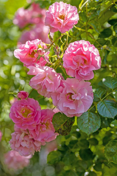 Light Pink Polyantha Rose Flower Seeds for Planting – Heirloom Non-GMO, High Germination Organic Garden Seeds