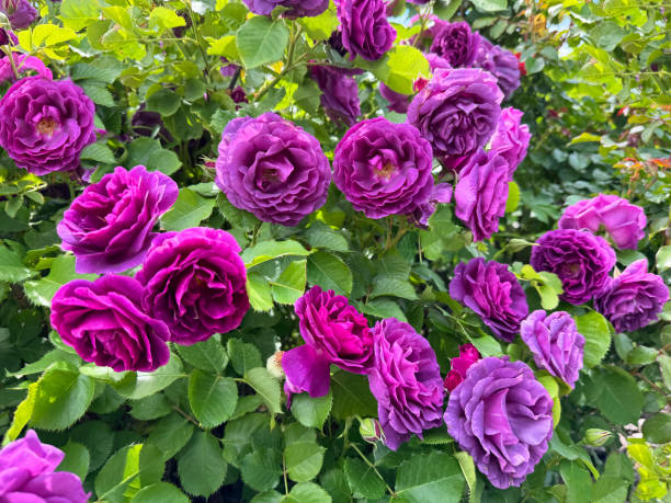 Biosnyg Purple Rose Rosa Rugosa Thunb Flower Seeds for Planting | Heirloom Non-GMO High Germination