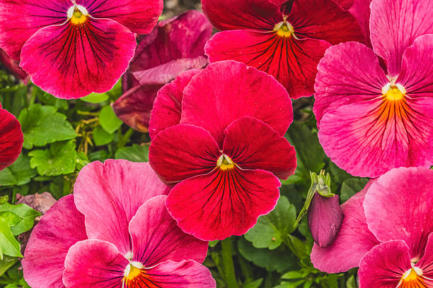 Pink Pansy Flower Seeds for Planting – Heirloom, Non-GMO, High Germination Organic Garden Seeds