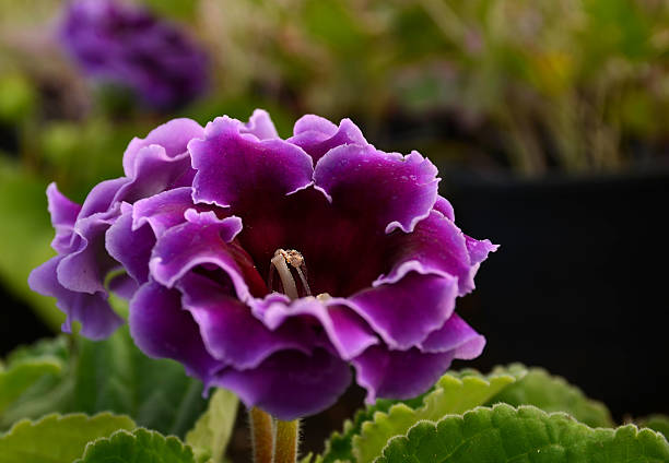 Brazilian Gloxinia Flower Seeds for Planting Purple – Colorful Display, Heirloom, Non-GMO, High Germination Organic Garden Seeds